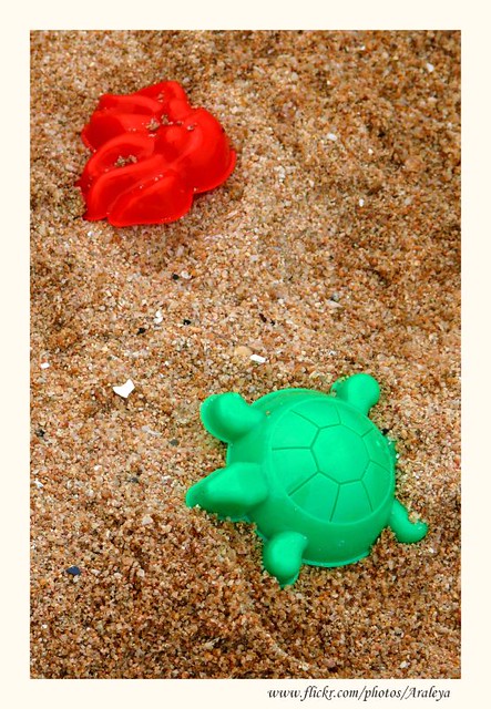 Shell and Turtle on the Beach