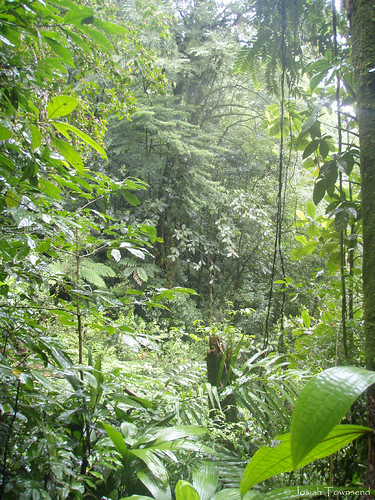 Rio Negro cloud forest, Honduras | Could forest above Rio Ne… | Flickr