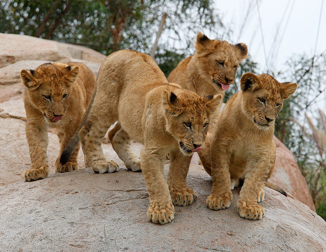 Lion Cubs_F9P3830