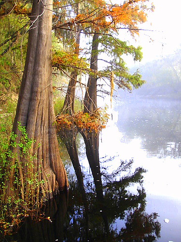 Suwannee River morning | by JessieLaw