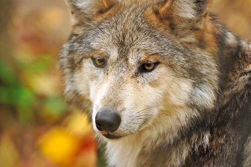 Wolf | Wolf- Stone Zoo in Stoneham MA. Shot with D3 and 70-2… | Flickr