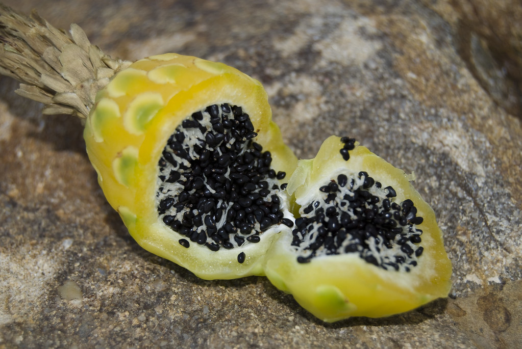 Barrel cactus fruit and seeds | Geoff Gallice | Flickr