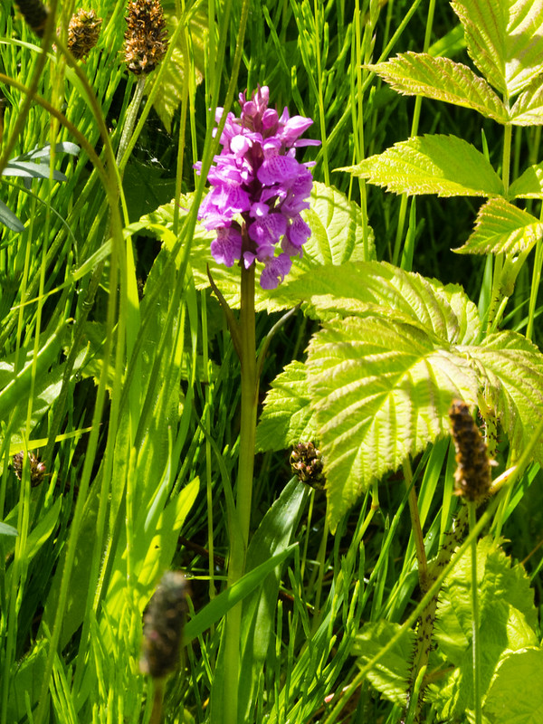 Pyramid Orchid by Dudley No 1 canal