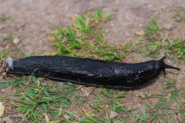 Black slug – Arion ater