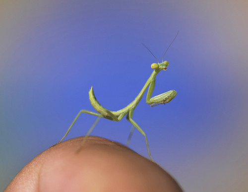 Mantis on my Finger by Jeff Clow