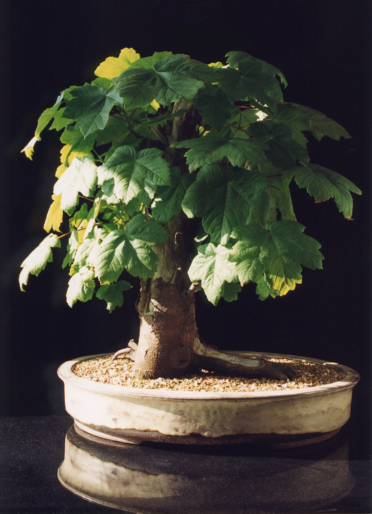 Sycamore Maple Bonsai Tree (Acer pseudoplatanus) .