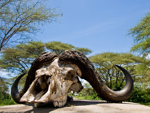 africa tanzania abroad buffalo family holiday holiday2008africa nature outdoors safari skull sky vacation