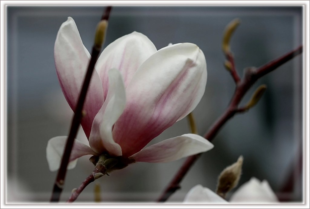 Sweet Magnolia Blossom by Born 2 Be Mild ~