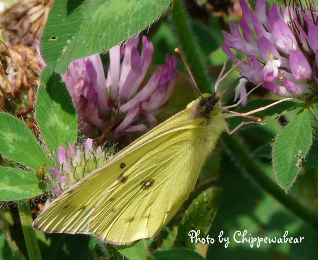 Small Yellow Butterfly - Eurema lisa or little sulpher