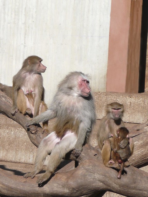 Familia de monos