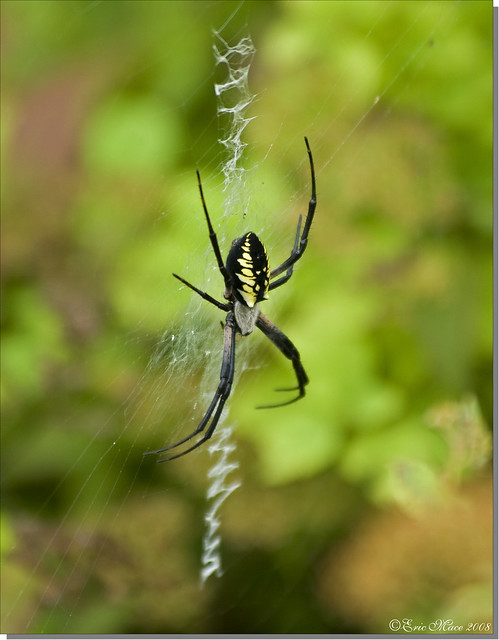 Yellow Garden Spider (female) - Argiope aurantia