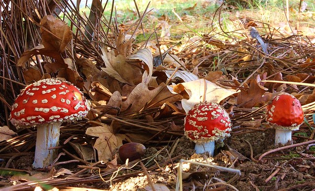 Cogumelo / mushroom (Amanita muscaria)