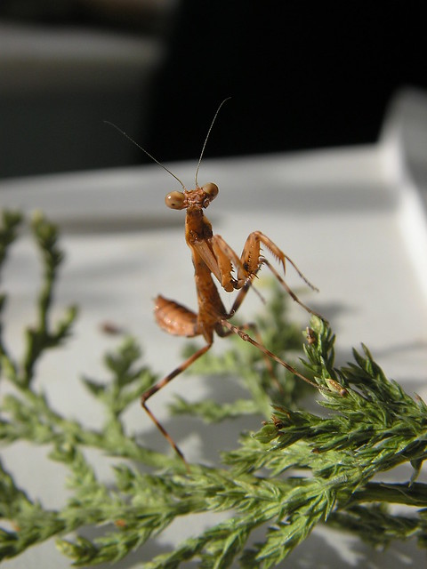 Indonisian double-shield mantis