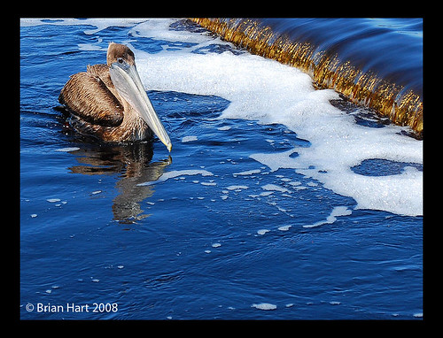 blue nature water alabama pelican waterfowl gulfshores nikond60 gulfstatepark ilovemypics afsdxnikkor1855mmf3556gvr frontpagenewsinthelatimes thechallengefactory justhitmewithyourbestshotselectedformarch2008photocontest