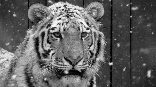 Tiikeri / Siberian Tiger / Panthera tigris altaica / Vitali by sspyndel