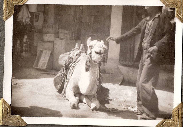 Camel in Kuwait; about 1950.