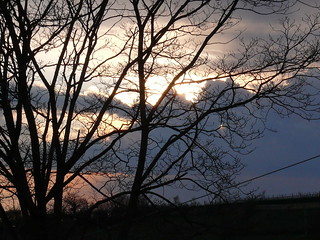 Trees at the sunset
