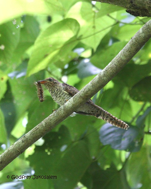 Banded Bay Cuckoo (Cacomantis sonneratii)
