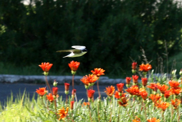 Golondrina  y flores (Tachycineta meyeni)