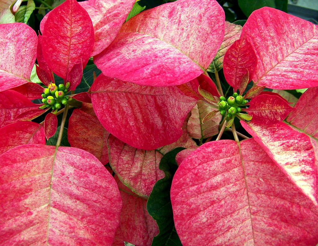 The Christmas Plant by gatorgalpics