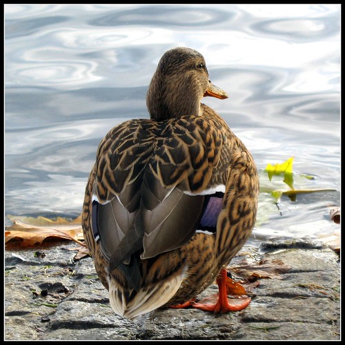 Looking for her Sweetheart - Mallard Duck by Batikart