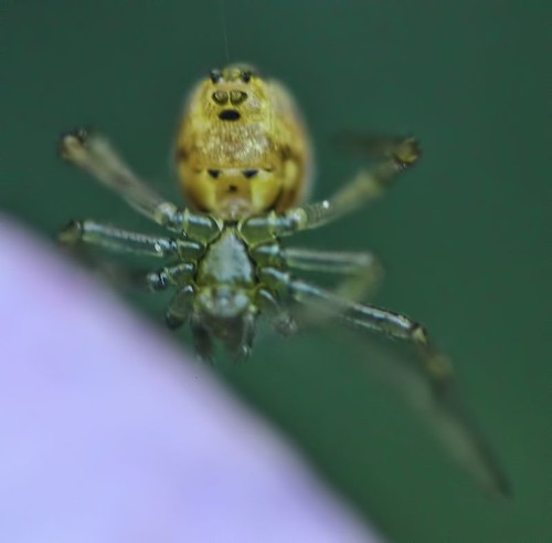 Alien Spider Insect Alien spider |