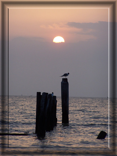 sky sun bird nature water beauty sunrise bay texas seabrook