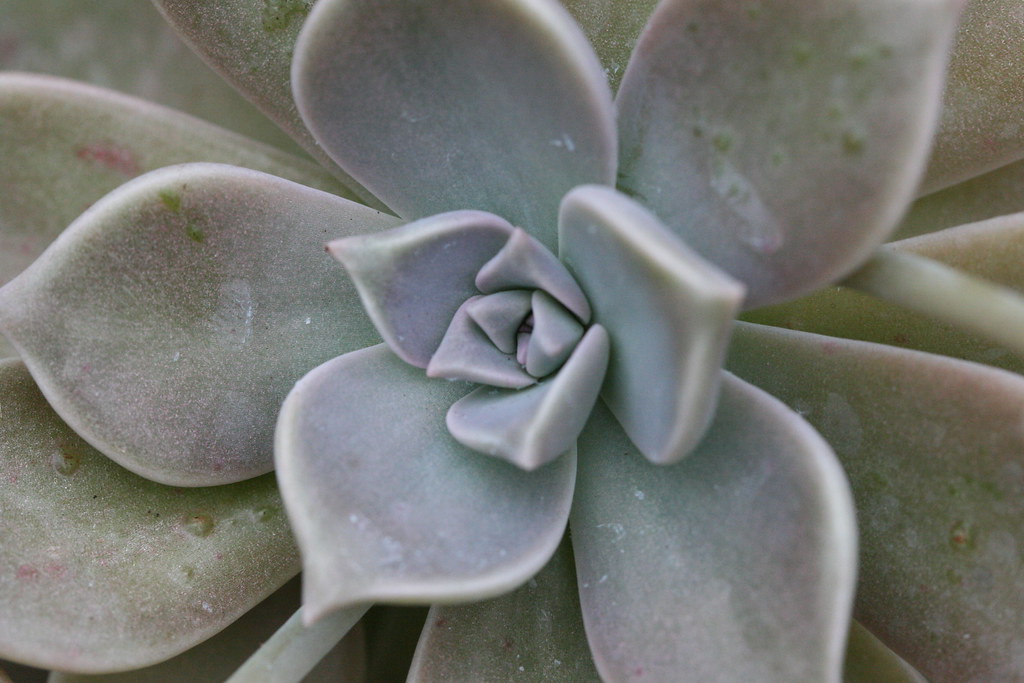 stone flower | I thought the subtle colours were beautiful | Louise ...