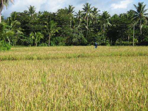 rice farm sorsogoncity bacondistrict
