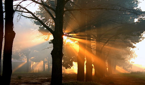 park sky bw sun tree monochrome fog sunrise canon landscape haze smoke australia line perth rays rise 40d