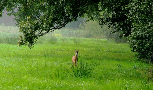 Under the Greenwood tree......... | by Deeryme