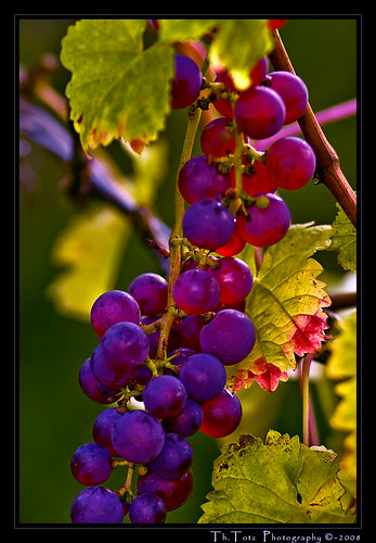 Trauben - wine grapes | by def110