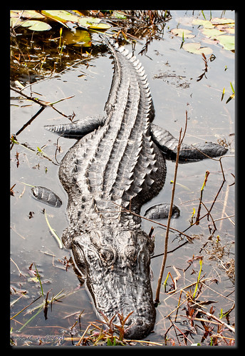 ga georgia bay valdosta body alligator grand full scales wma lowndes d80