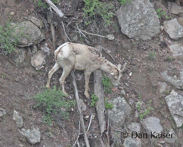 Bighorn Sheep Mom and young