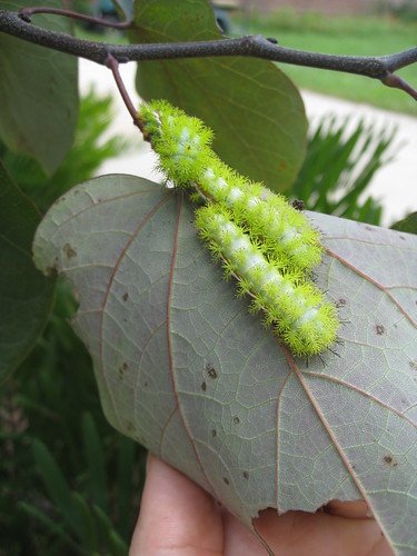 Io moth caterpillars | While walking in from lunch yesterday… | Flickr