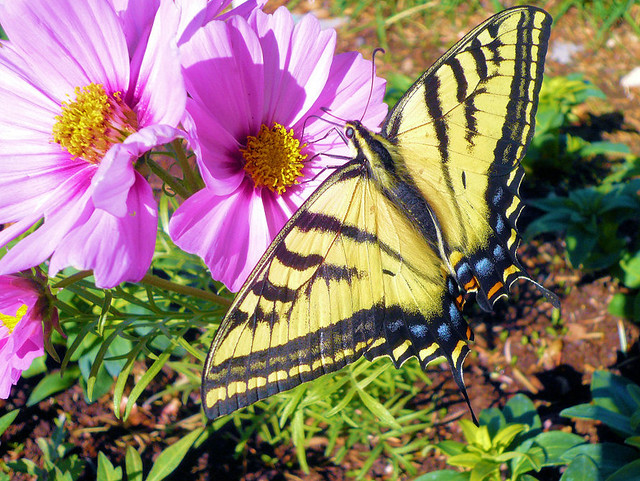 Mariposa y flores
