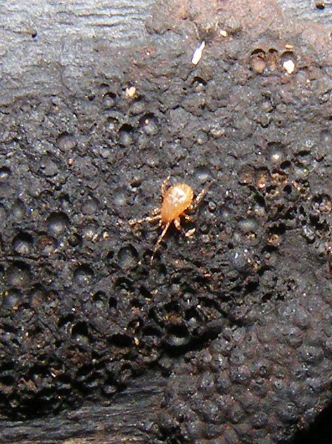 Mite (Poecilochirus sp)