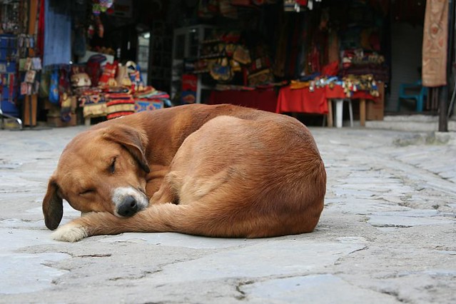 Schlafender Hund / Perros Durmiendo / sleeping dog