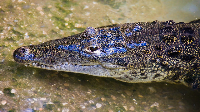 crocodile aux reflets bleus