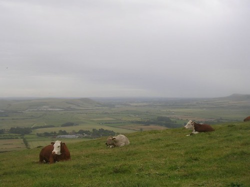 High rise herd Lewes to Saltdean