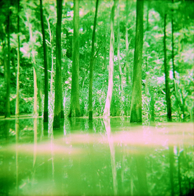 trees in a pond