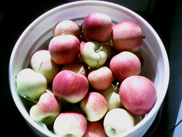 Bucket of Gala Apples