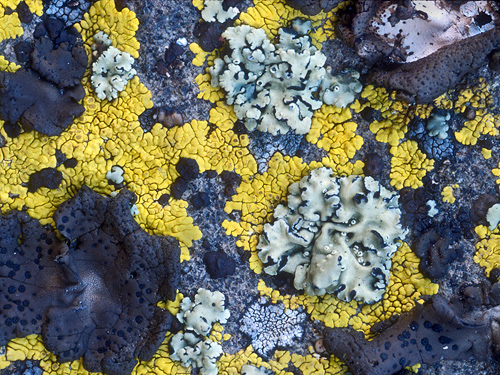 crustose lichens on basalt