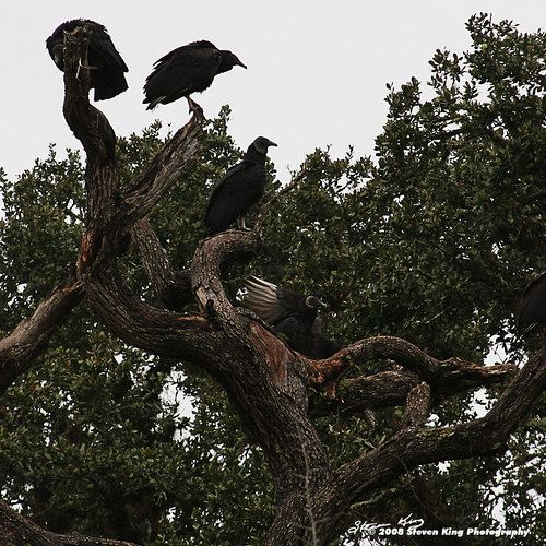color tree bird canon king texas overcast yorktown steven vulture
