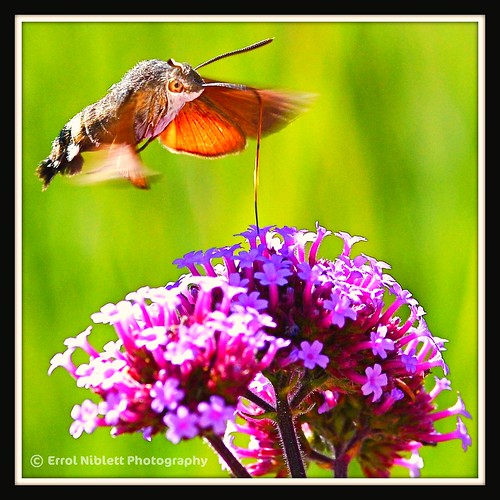 "I have my eye on you" - Hummingbird moth 6 (DSC_6467) by Tripod 01