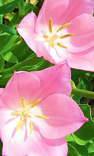 Pink sunny day | by Manny45