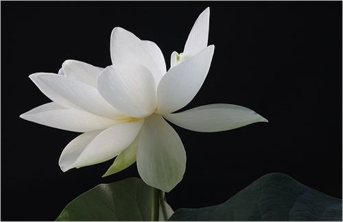 White Lotus Flower - IMG_2049