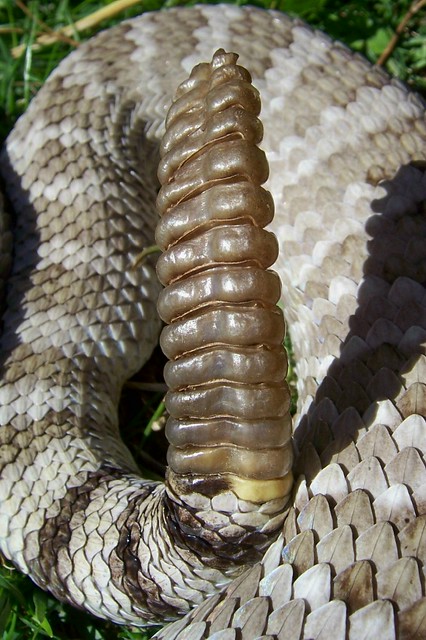 Mojave Rattlesnake (C. scutulatus), Adult Female, rattle