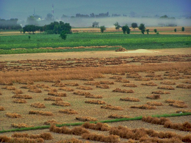Rural Bliss (Wheat Harvest) on the Outskirts of Hazro in Attock, Pakistan - May 2008
