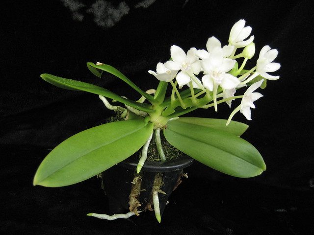 Tubaceum Snow Gem '#2' - plant